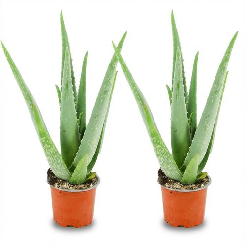 Aloe Vera Set: 2 Pflanzen, 35–40 cm hoch, Ø 10,5 cm Topf