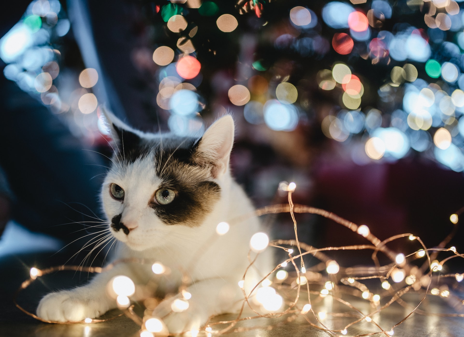 Geschenken voor uw kat: de tien beste geschenken om uw katachtige vriend te verwennen