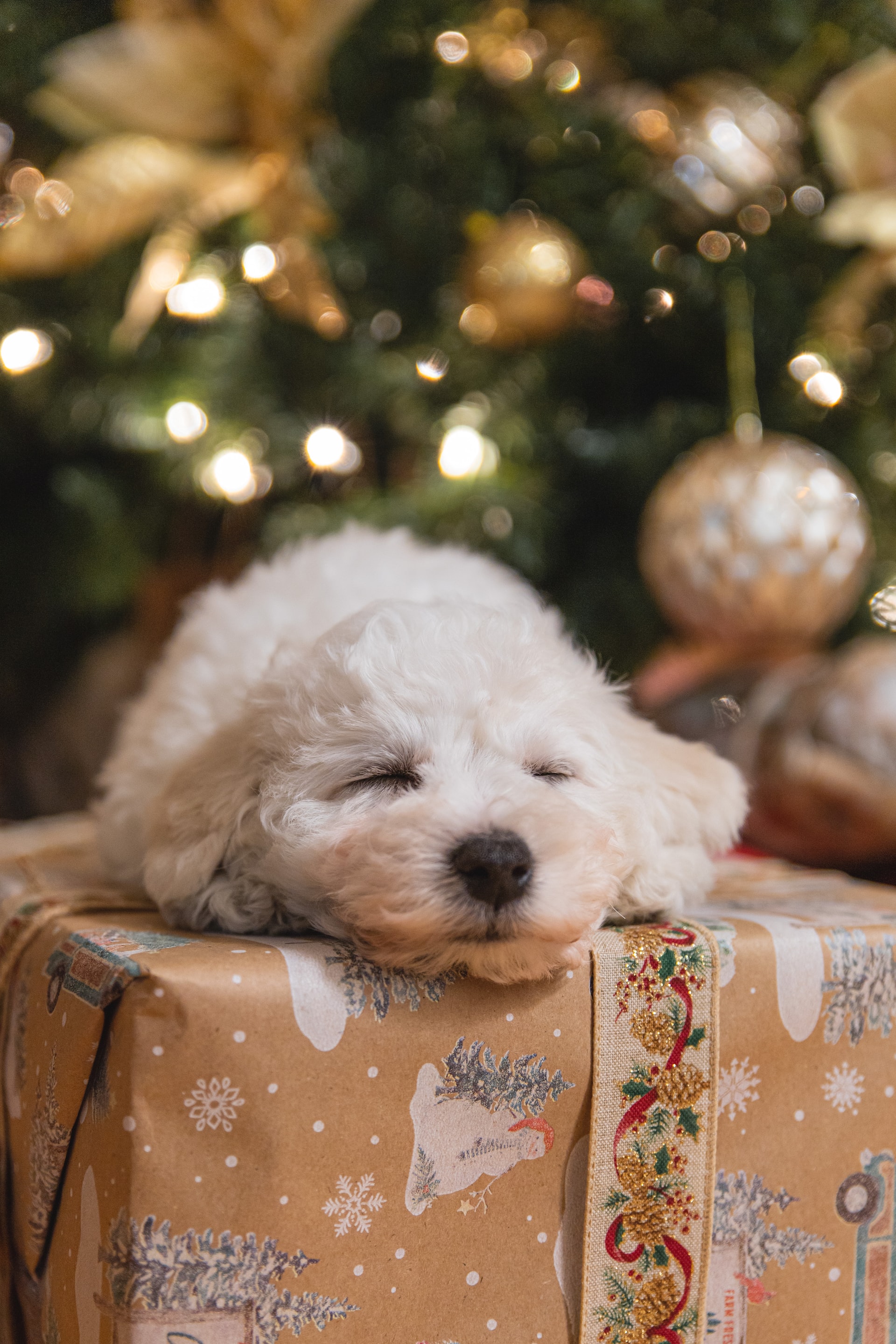 The Best Presents for Your Dog